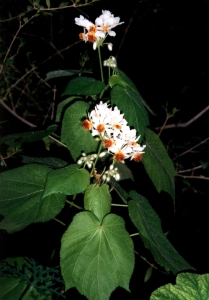Sparmannia africana.jpg